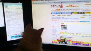 Cooky Chasing Mouse Pointer!