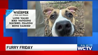 Furry Friday: Meet Whisper