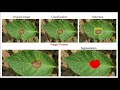 AGRINOVA - An Integrated AI-IoT Robotic System for Smart Agriculture