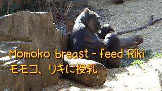 Momoko breast-feed Riki and Komomo watches them.  Gorilla at Ueno Zoo Japan モモコ、リキに授乳　上野動物園のゴリラ