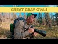 Wildlife Photography With A Great Gray Owl In The Tetons