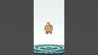 CATCHING 100iv   WEATHER BOOSTED🥰 | EVOLVING TEDDIURSA | NEW DEBUT URSALUNA | ( POKEMON GO )