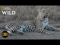 Safari Live - Day 243 | Nat Geo Wild