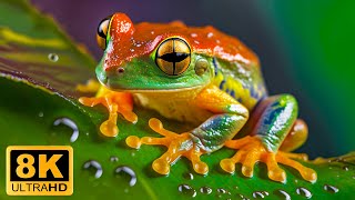 Frog Secret 8K ULTRA HD  Relaxing Movie Beautiful Scenery With Relaxing Music