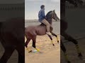 حرارت دم الخيل برق حرارت دم الخيل برق