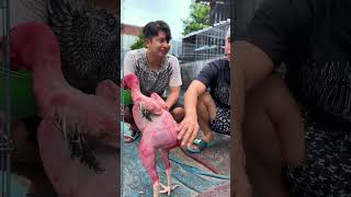 Unik Sekali Ayam Rubbi Pakhoy 12 M