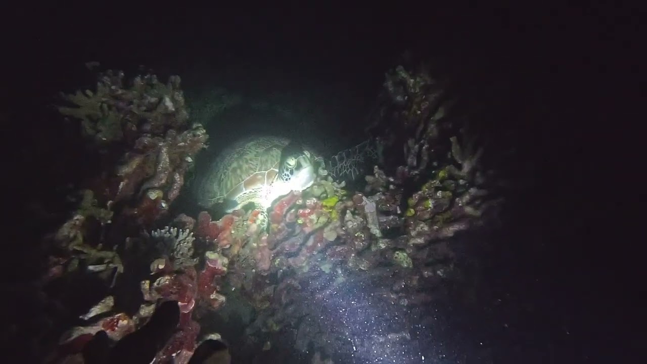 Biorock with slepping turtle 4K