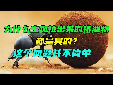 为什么生物拉出来的排泄物都是臭的？这个问题并不简单 Why is the excrement pulled out by creatures smelly?