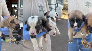 MCSO Animal Crimes Unit Arrest