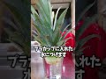 パイナップルの草の所植えたらまたパイナップルできるらしいよ #shorts