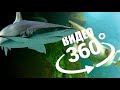 Кормим акул в океанариуме Екатеринбурга | Видео 360