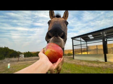 giving my horse