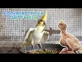 Cockatiel Chicks kitne Dino ke baad Self Feed pay Atte hain ? Cockatiel Chicks Self Feeding |