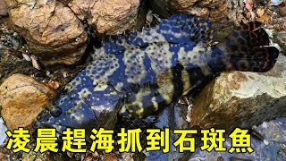 【猛貨合集】凌晨4點抓海貨，抓到2公斤多重石斑魚，還抓到一堆青蟹花蟹【漁小仙】
