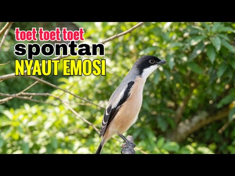 toet toet Suara cendet gacor Pagi Hari pancingan jitu BIKIN cendet diam langsung nyaut ikutan bunyi