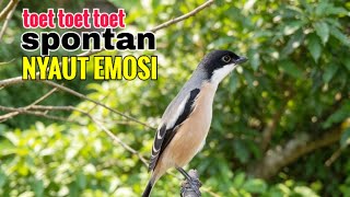 toet toet Suara cendet gacor Pagi Hari pancingan jitu BIKIN cendet diam langsung nyaut ikutan bunyi