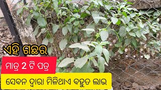 odia health tips// health tips video in Odia/ aswagandha leaves benefits odia/ weightloss tips odia