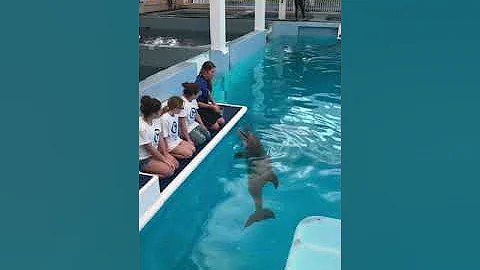 Flipper splash