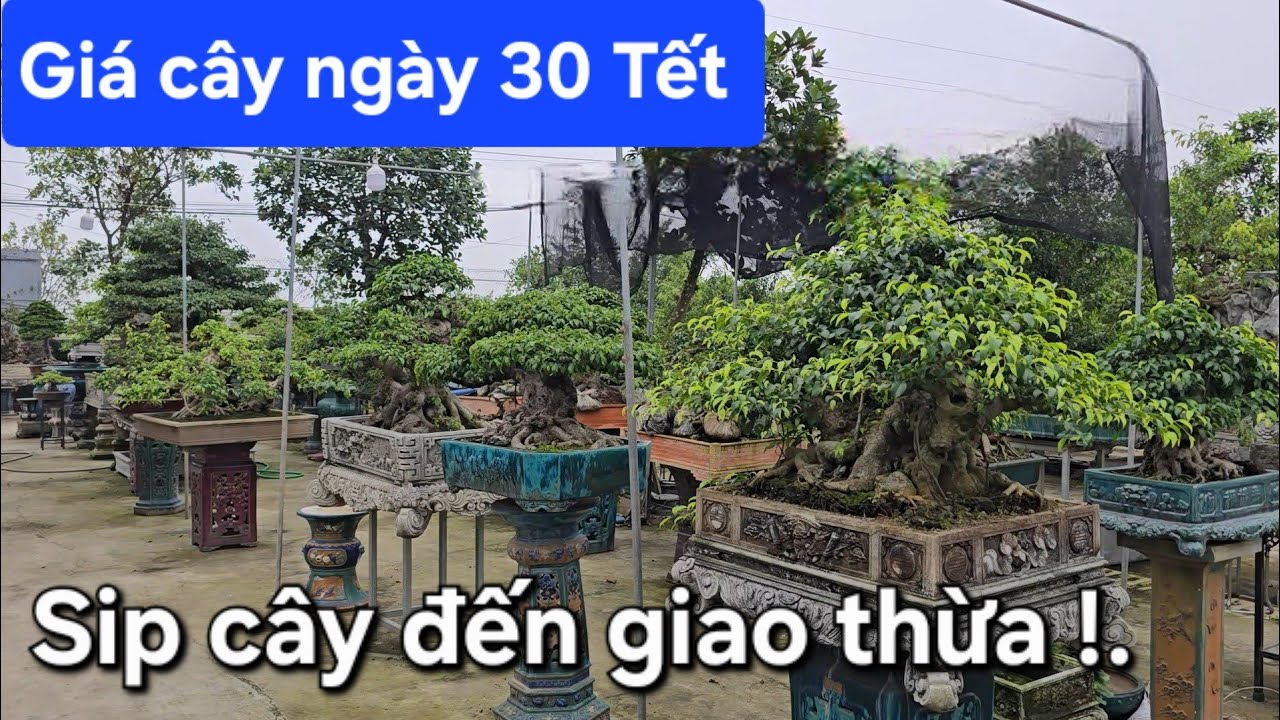 Đêm 30 Tết An vẫn bán cây và sip cây đến tận giao thừa 🎆🎆🎆