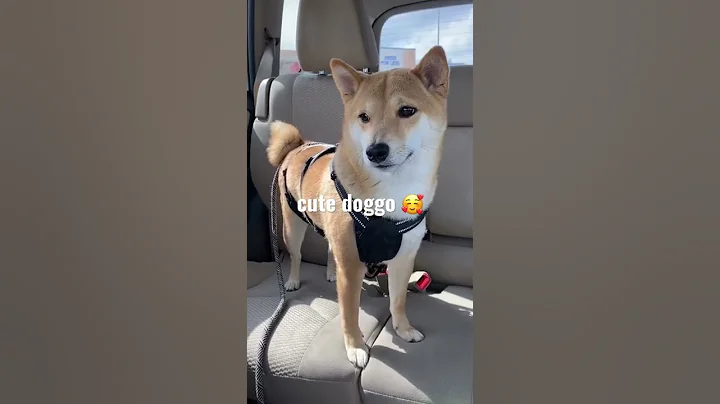 cute doggo 🥰#cute #dog #doglover #shibainu #shorts #shiba #cutedog #puppy #doggo #dogshorts