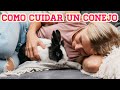 ¿Cómo cuidar a un conejo?/ Guía completa