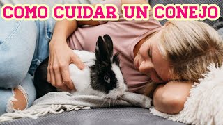 ¿Cómo cuidar a un conejo?/ Guía completa by Vida de un conejo 2,212 views 3 months ago 4 minutes, 57 seconds