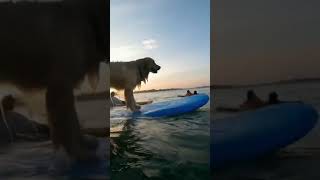 SURFING DOG
