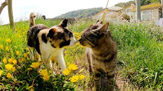 お花畑を覗いたら、可愛い猫達が気持ちよさそうにお昼寝していた