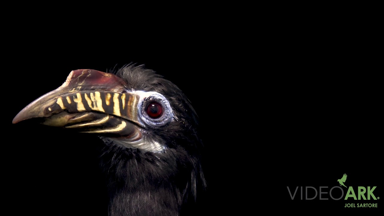An endangered, female Visayan tarictic hornbill (Penelopides panini panini) at Negros Forest Park