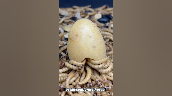GUSANOS 🆚 PAPA 🥔 🐛