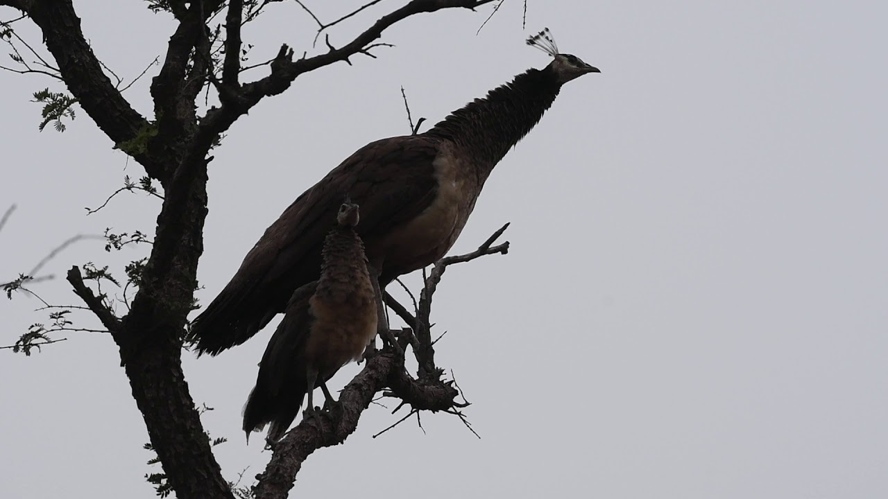 Peacock and peachick alarm call on seeing a leopard in Jhalana, Jaipur, Rajasthan