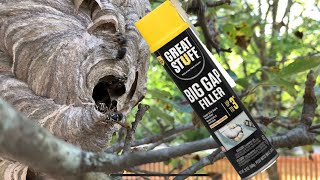 Spray foam vs hornet nest and results