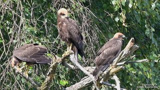 Download Lagu Western Marsh Harrier - Mini Documentary - Rohrweihe MP3