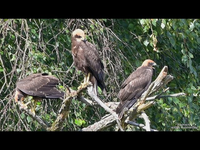 Western Marsh Harrier - Mini Documentary - Rohrweihe
