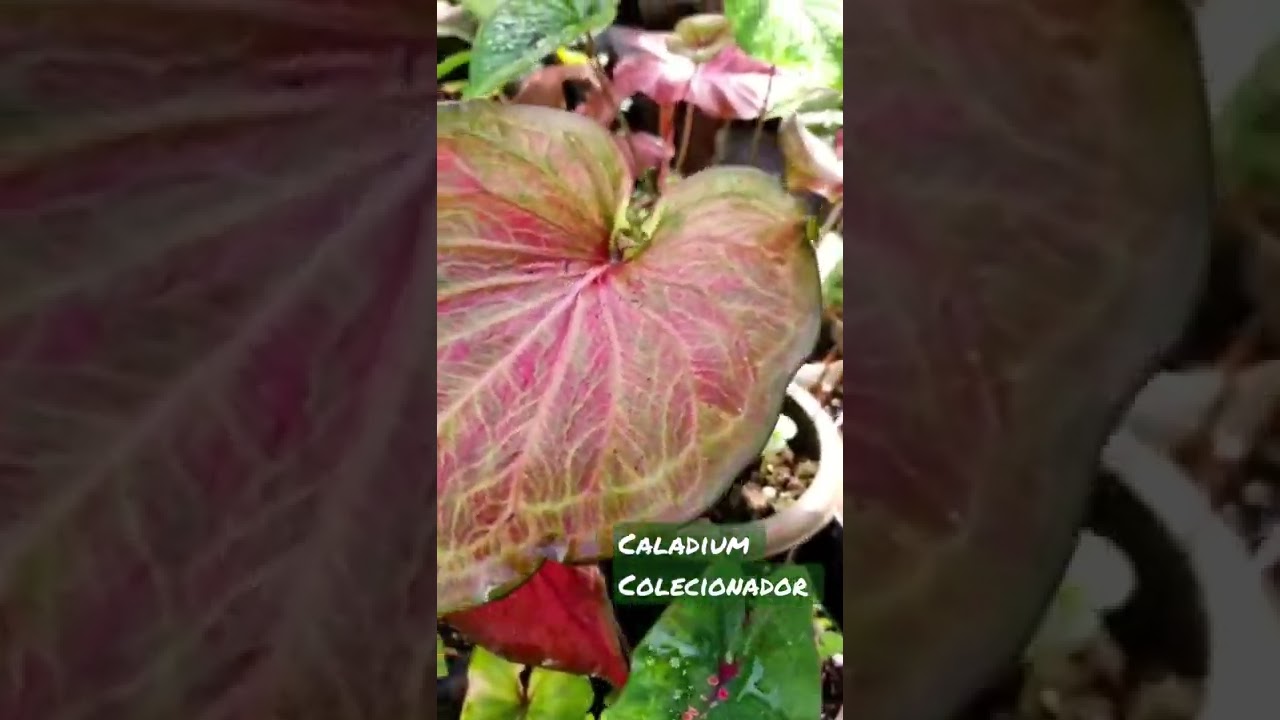 Caladium com sementes by Caladium Colecionador