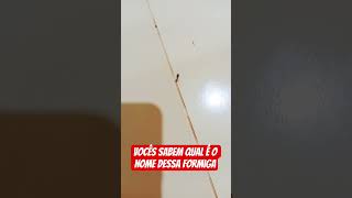 qual é o nome dessa formiga 🐜