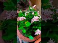 #flowers #beautiful #homevibes #home #natureshorts #beauty #viralvideo #shortvideo #youtubeshorts