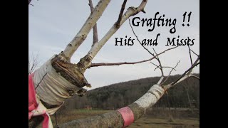 Grafting Apples-  Successes and Failures.