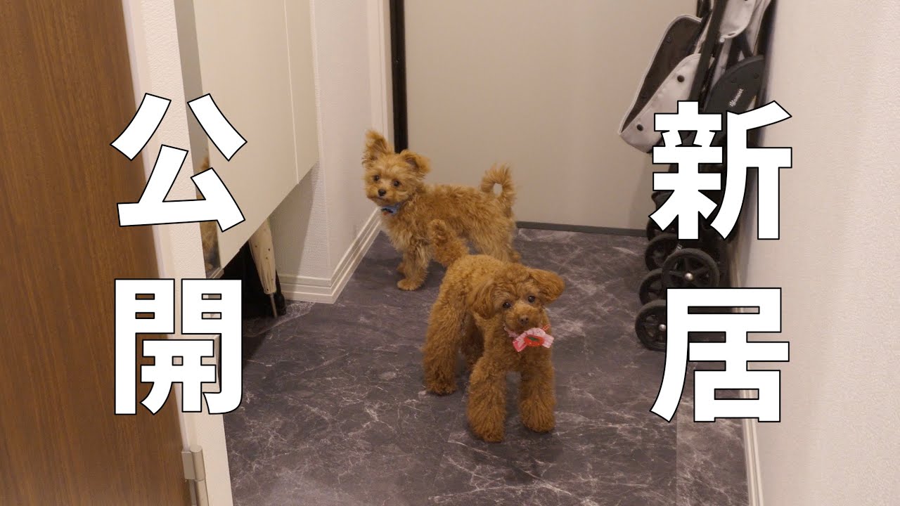【ルームツアー】愛犬に一部屋捧げた20代独身女の新居ルームツアー🏠