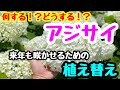 ■『アジサイの植え替え』今年買ったアジサイ