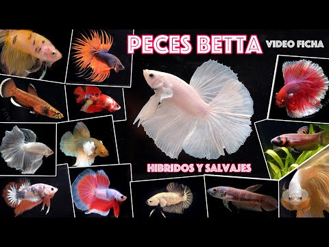 Video: Lista de suministros de pescado Betta