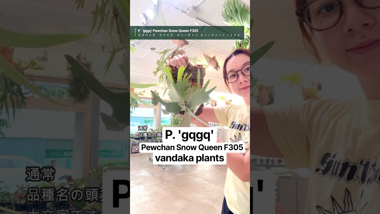 P 'gqgq' #ビカクシダ #ジクジク #ピューチャン #スノークイーン