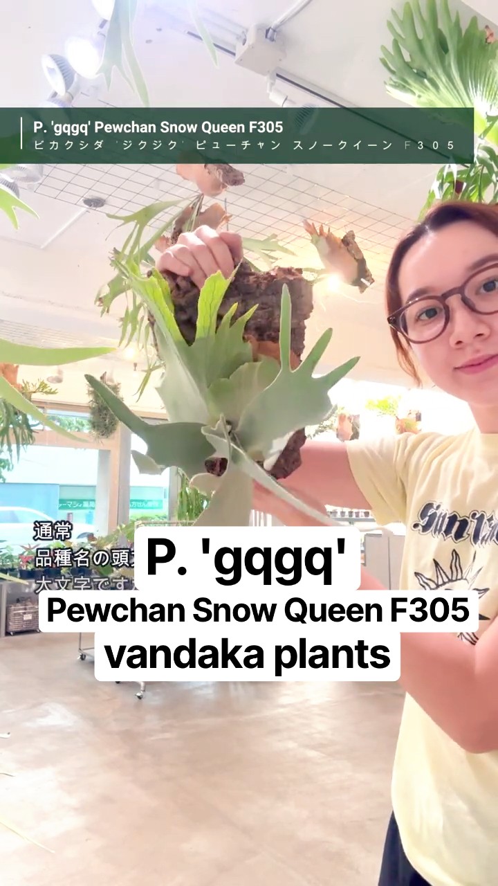 P 'gqgq' #ビカクシダ #ジクジク #ピューチャン #スノークイーン