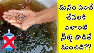 Which water is best for fishes indoor and out door | H2O life | guppy fish