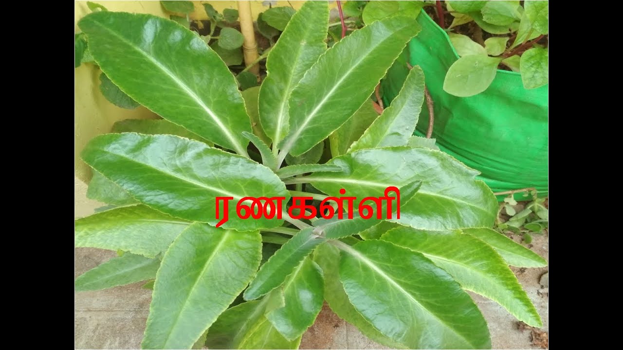 Ranakalli Plant Uses In Tamil YouTube ranakalli-plant-uses-in-tamil-youtube