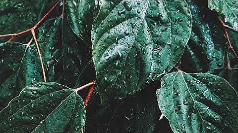 سورة الجن القارئ هزاع البلوشي