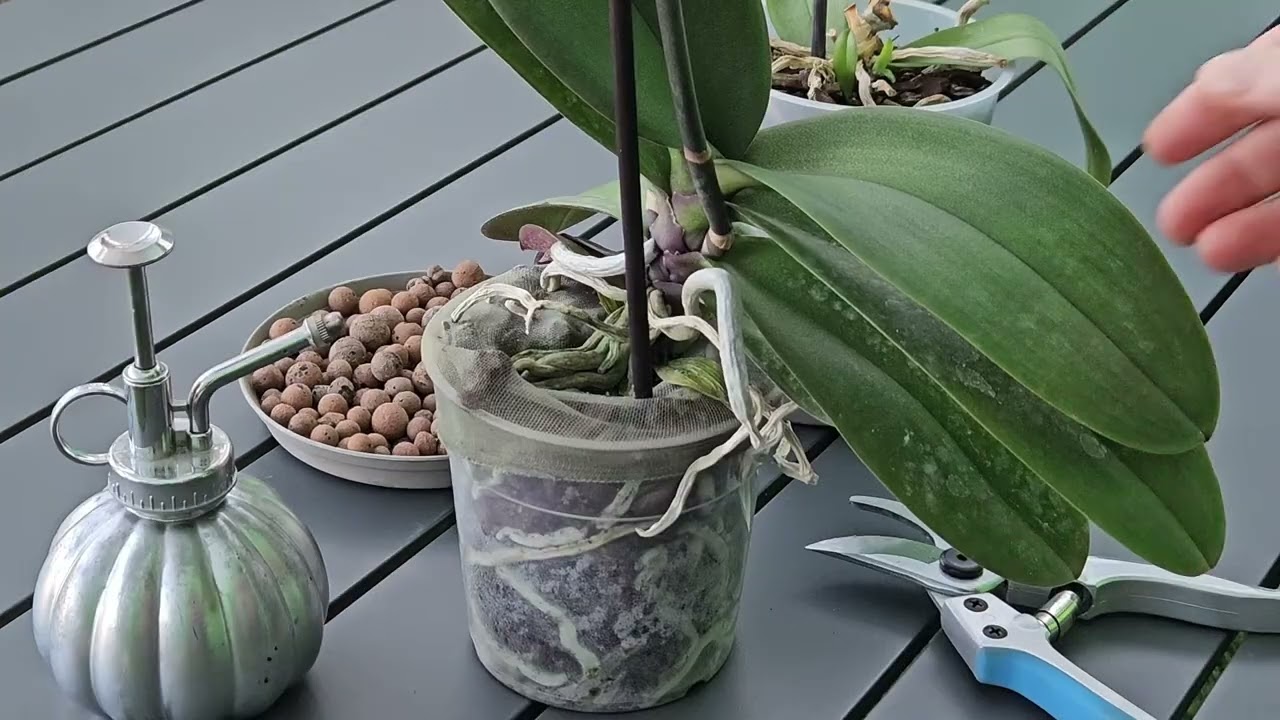 Orchidée Phalaenopsis : comment la faire refleurir facilement à la maison