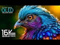 The Most BEAUTIFUL Earth Video You'll Ever See in 16K HDR 60 FPS Amazing 4K HDR 120 FPS Video
