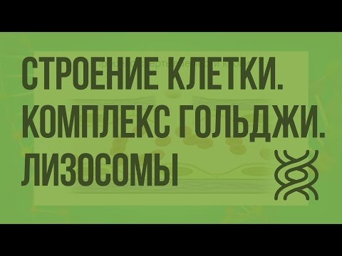 Строение клетки. Комплекс Гольджи. Эндоплазматическая сеть. Лизосомы. Клеточные включения. Видеоурок