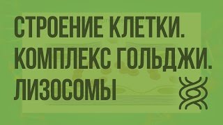 Строение клетки. Комплекс Гольджи. Эндоплазматическая сеть. Лизосомы. Клеточные включения. Видеоурок